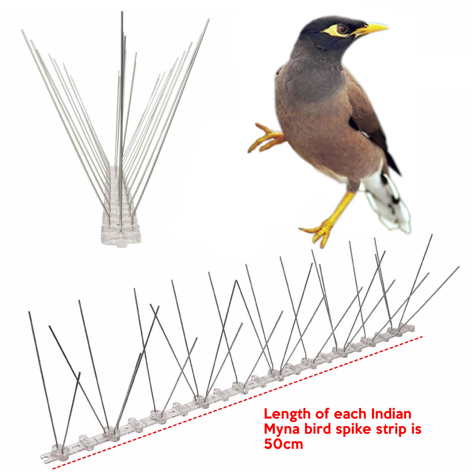 Anti-Indian Myna Spikes