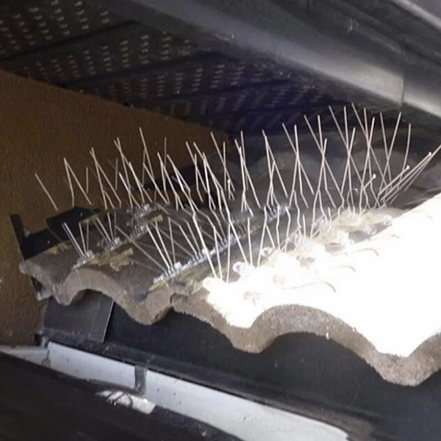 Squirrel Spikes, image 6